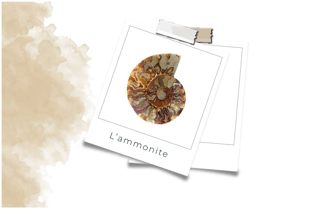 Pierre Ammonite : Vertus En Lithothérapie
